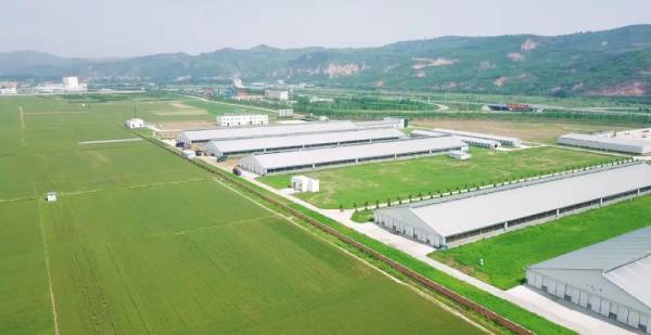 草莓视频软件下载甄选北纬34°｜好牧场，成就新鲜好奶源